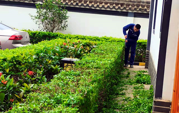 1641257666932292.jpg 修剪辦公樓周圍綠化帶.jpg